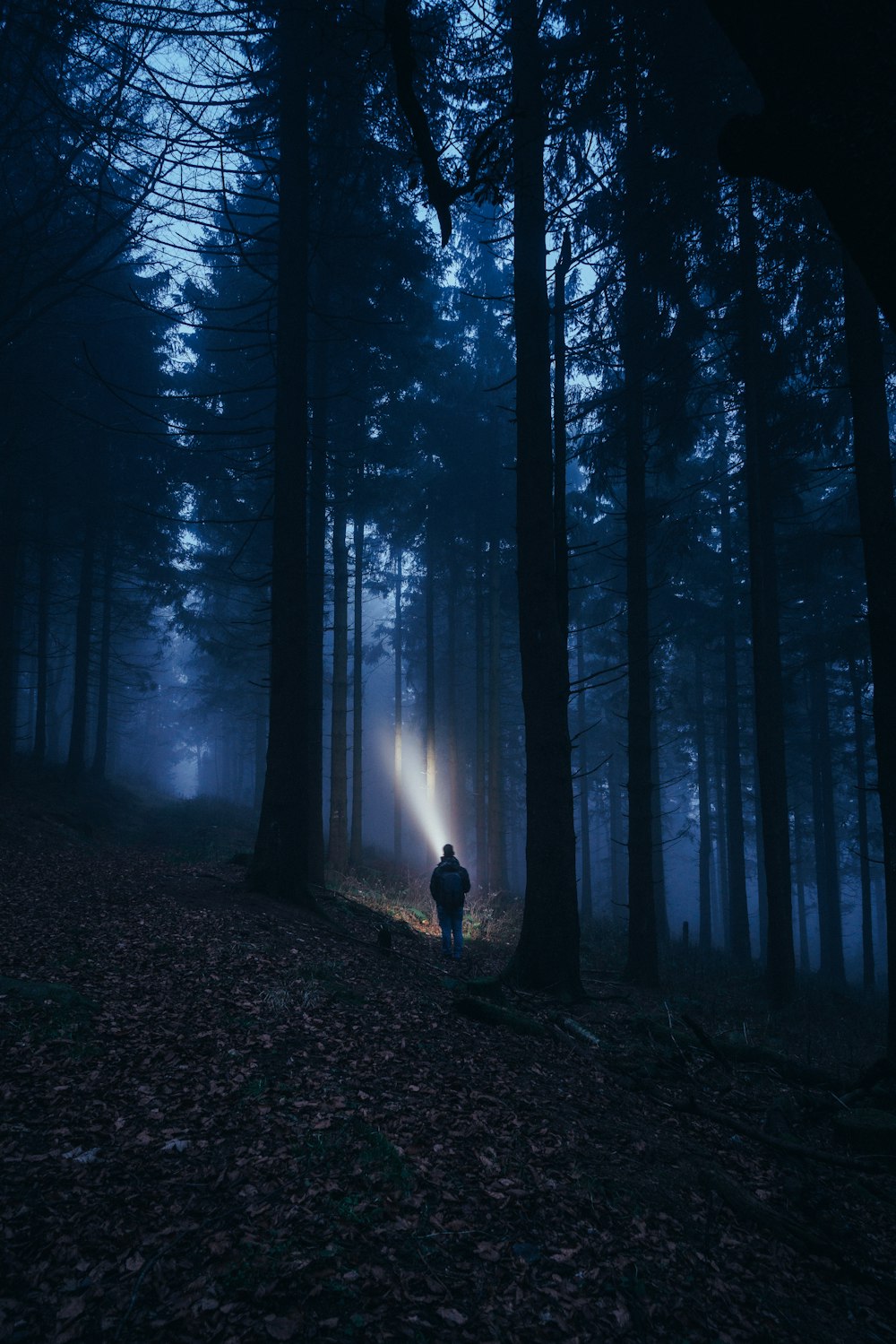 person with flashlight in the woods at night