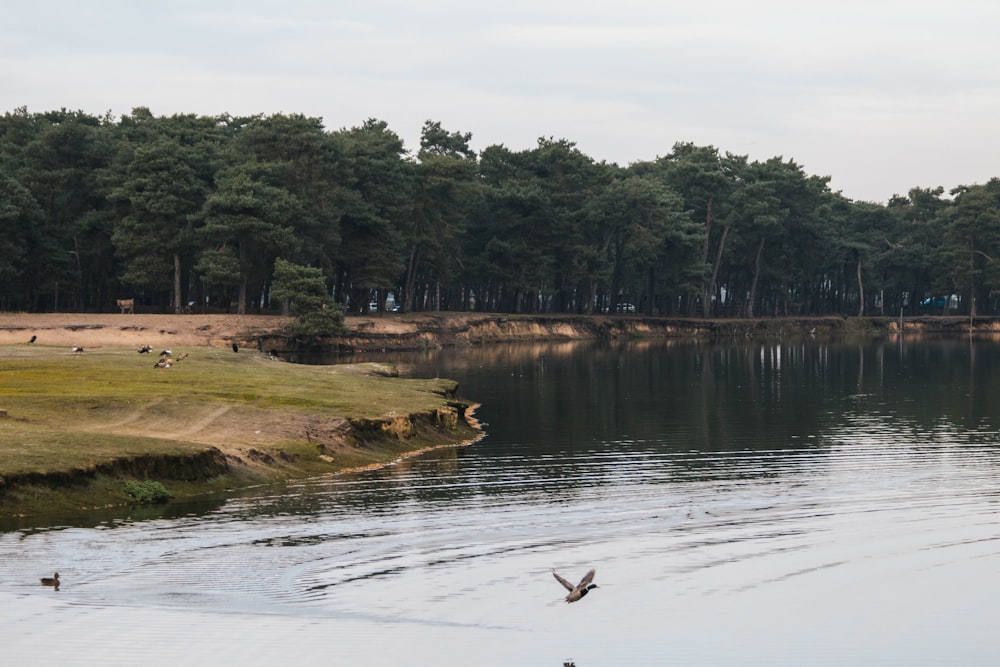 a body of water with birds flying around it