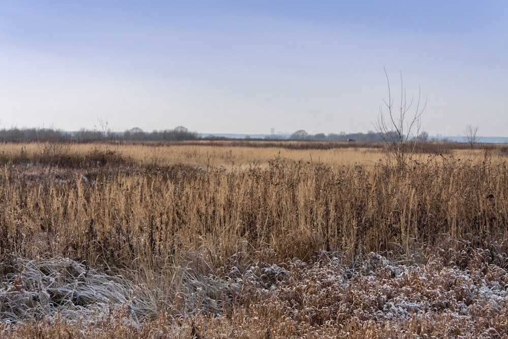 brown fields during daytime