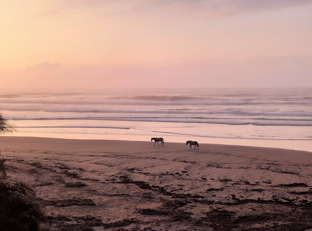 two brown horses