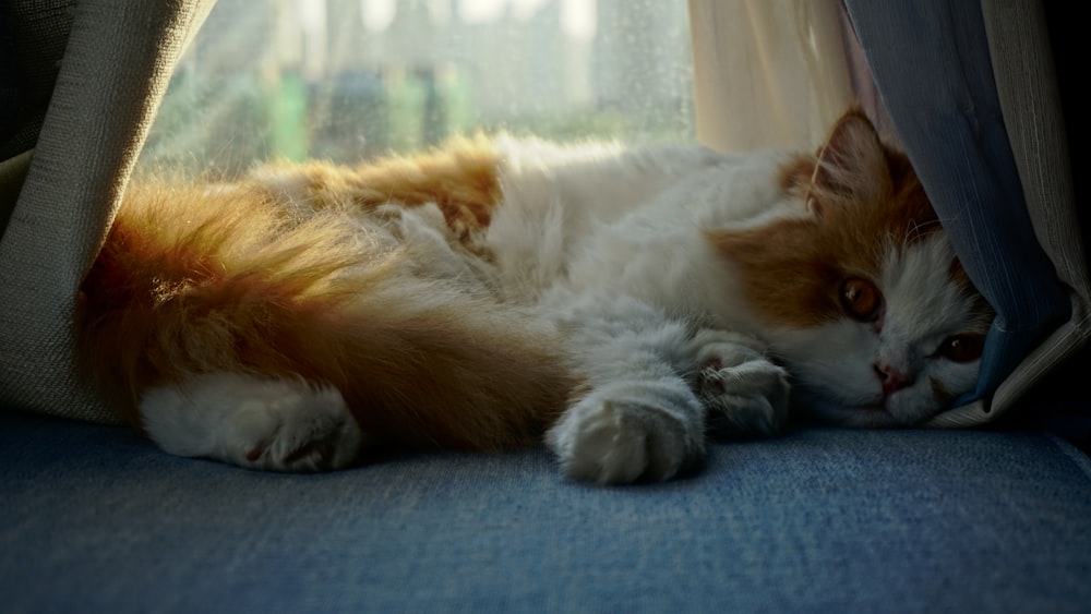 Orange And White Long Coat Cat Lying On Bed Photo Free Cat Image