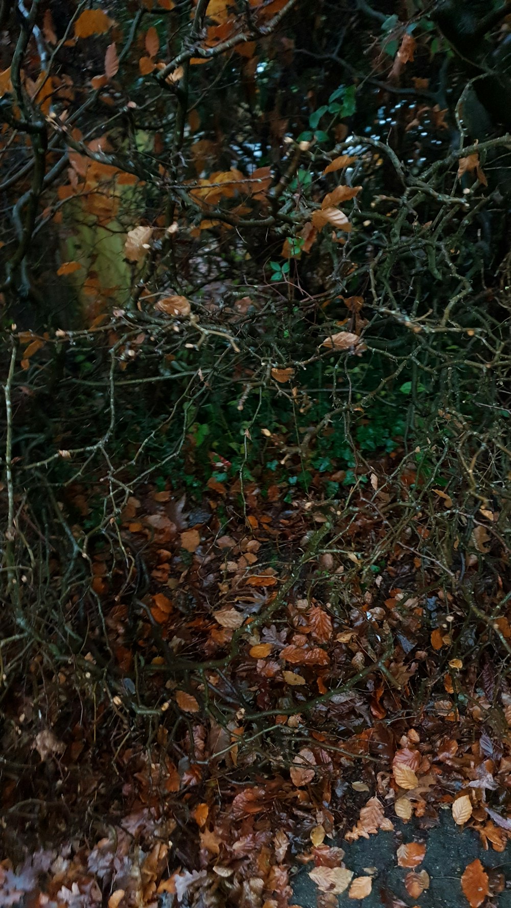 brown and green plants