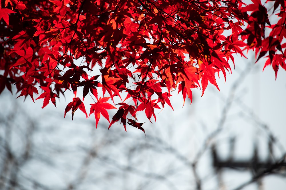 red maple leaf plant