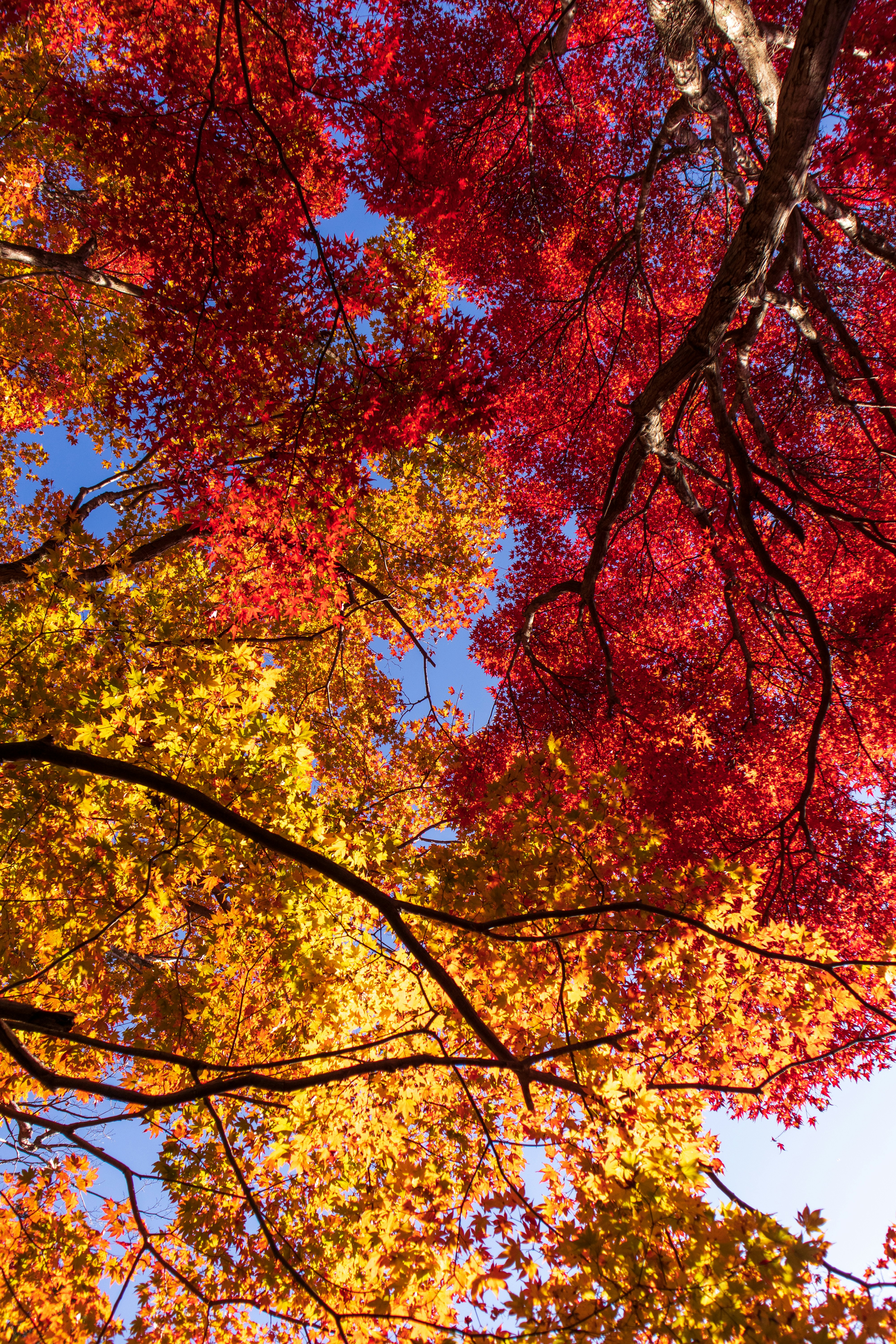 yellow and red trees during daytime