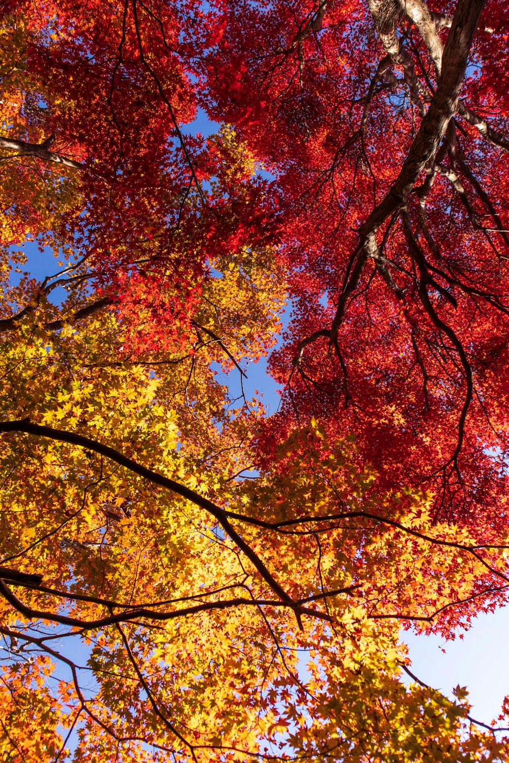 yellow and red trees during daytime