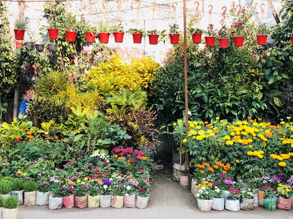 pots of plant lot