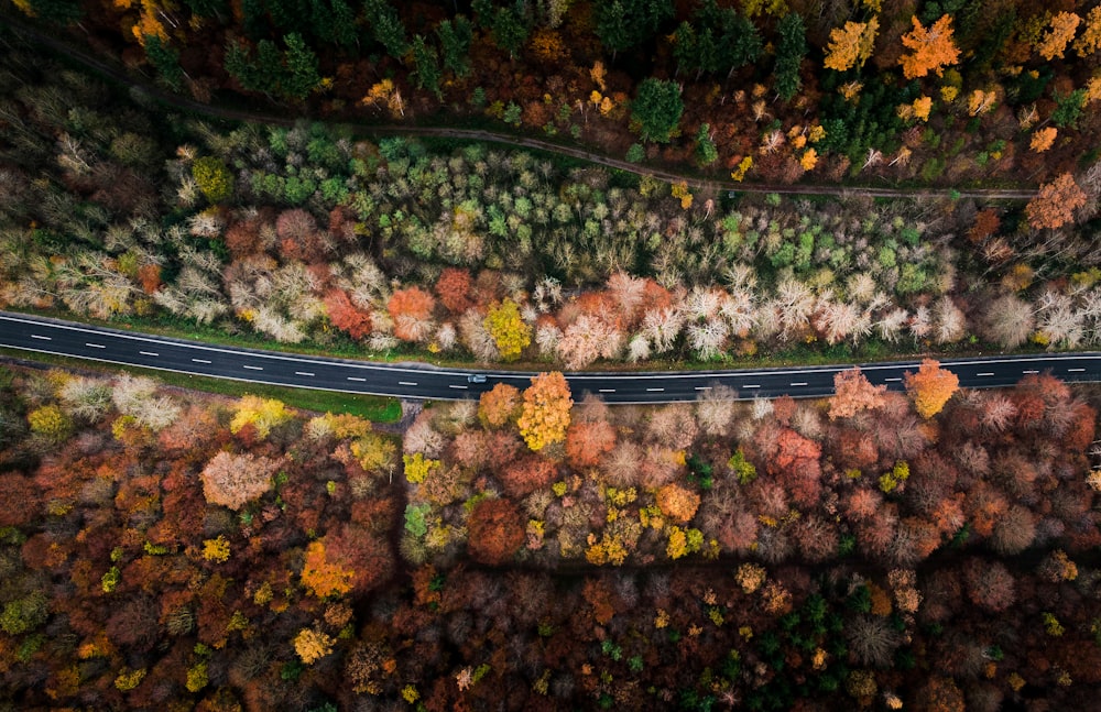 beige and green trees