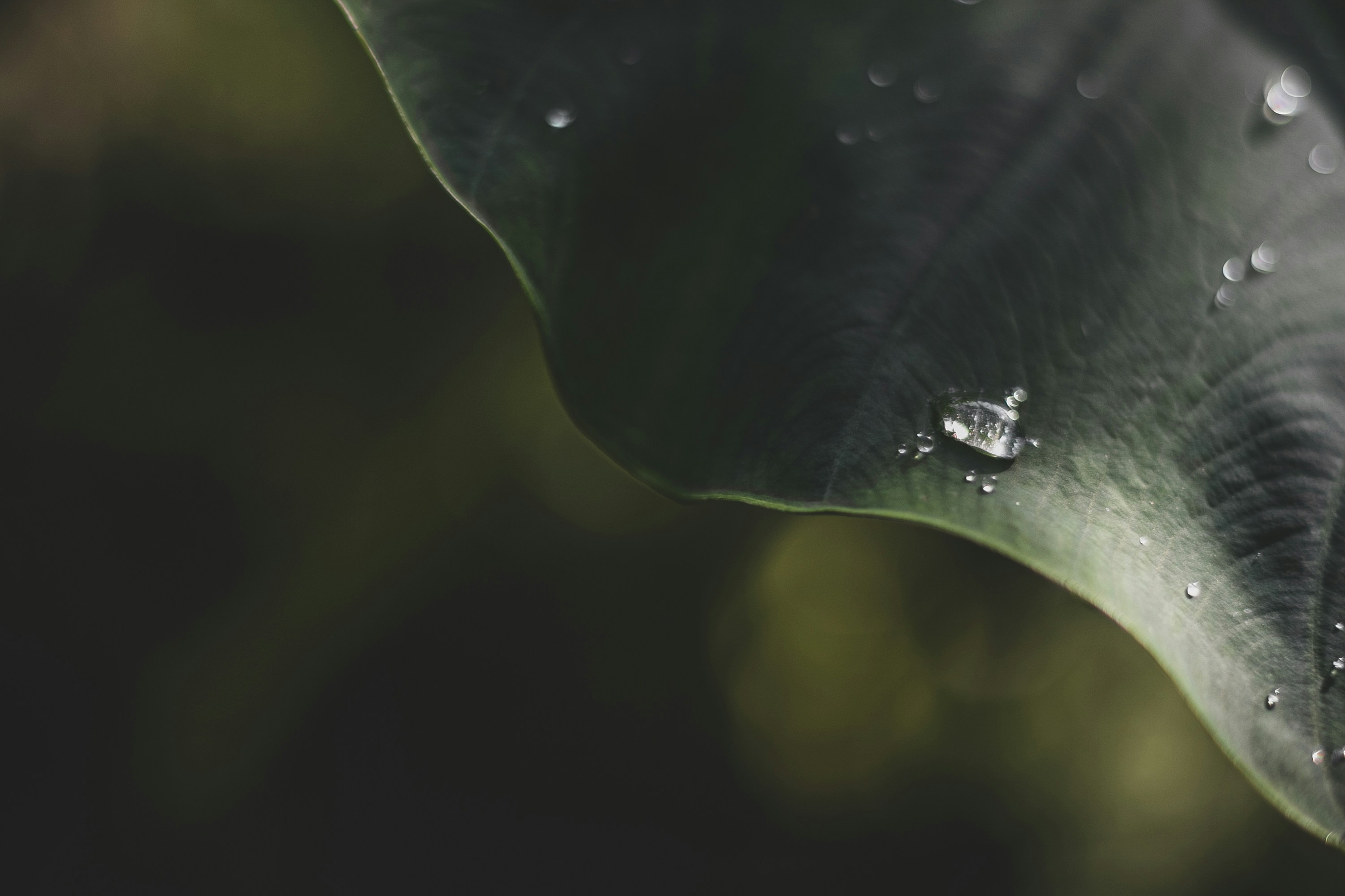 Photo by claupereirafotografia