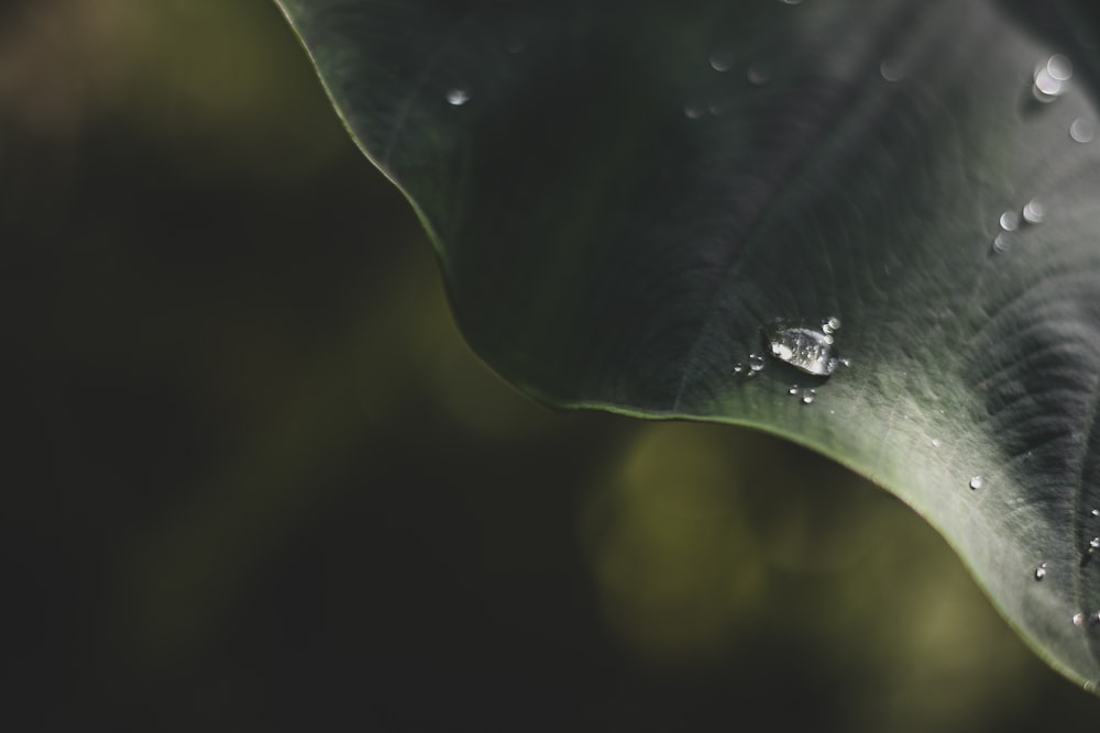 selective focus photography of dew drop on green leaf