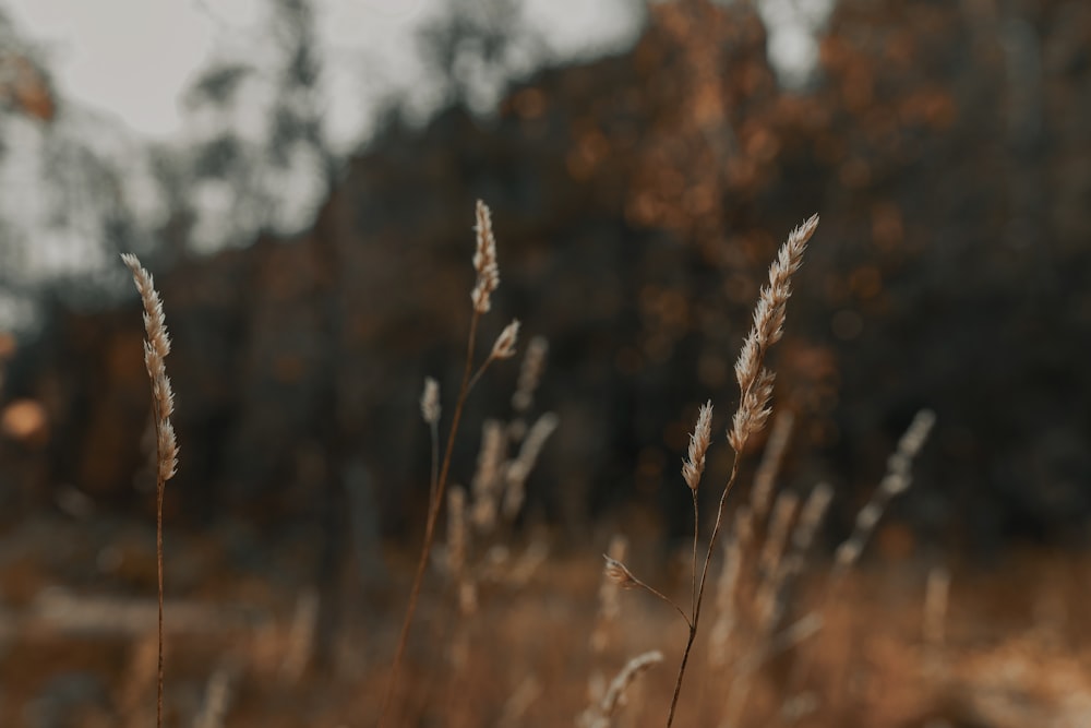 Selektive Fokusfotografie von braunen Pflanzen