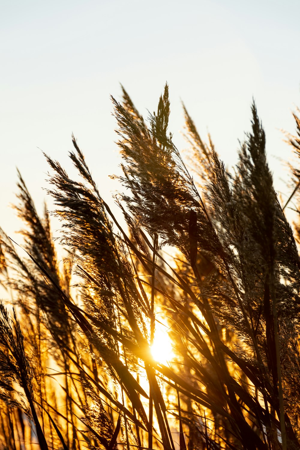 brown grass field