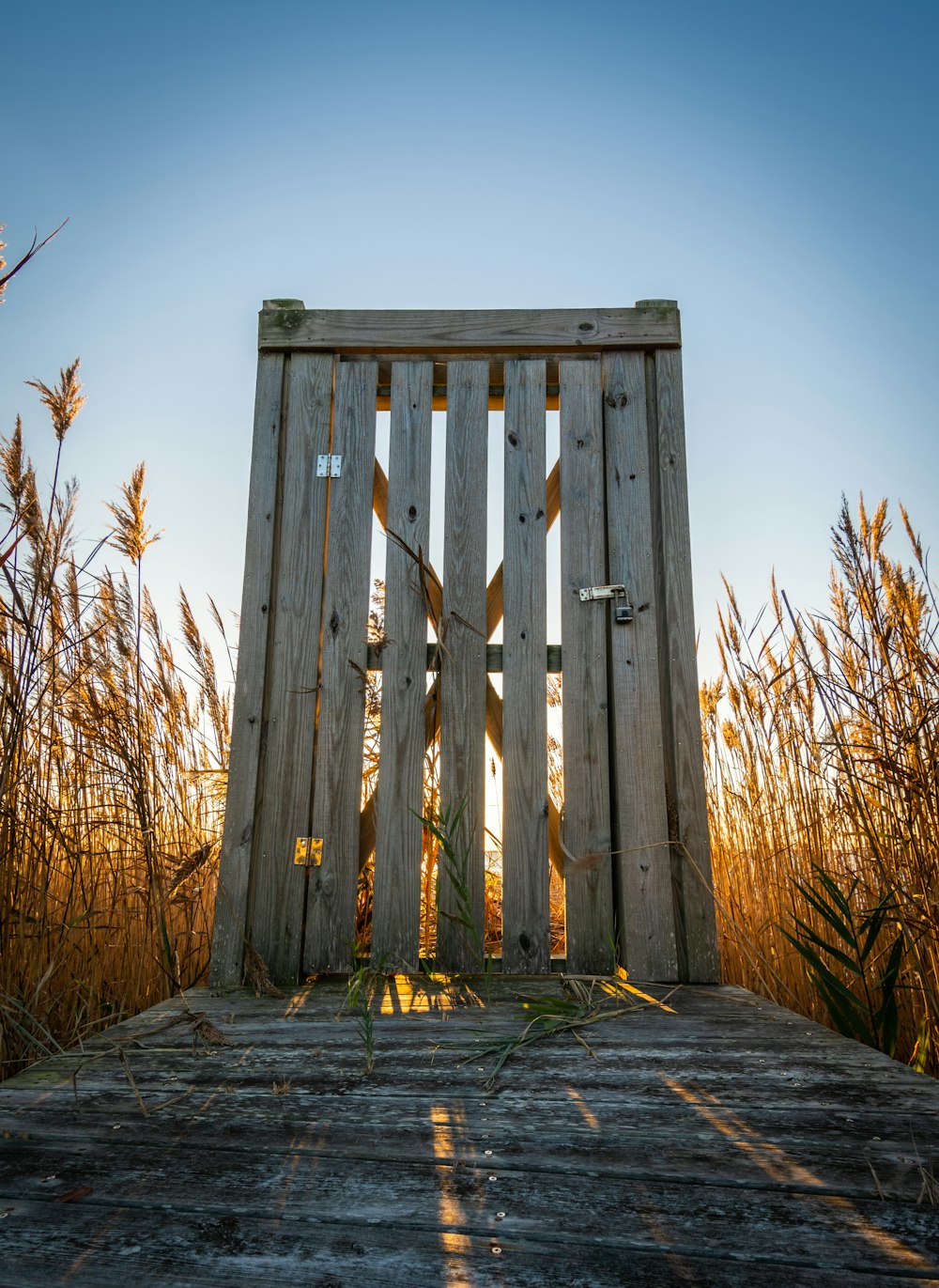 brown grasses near fence