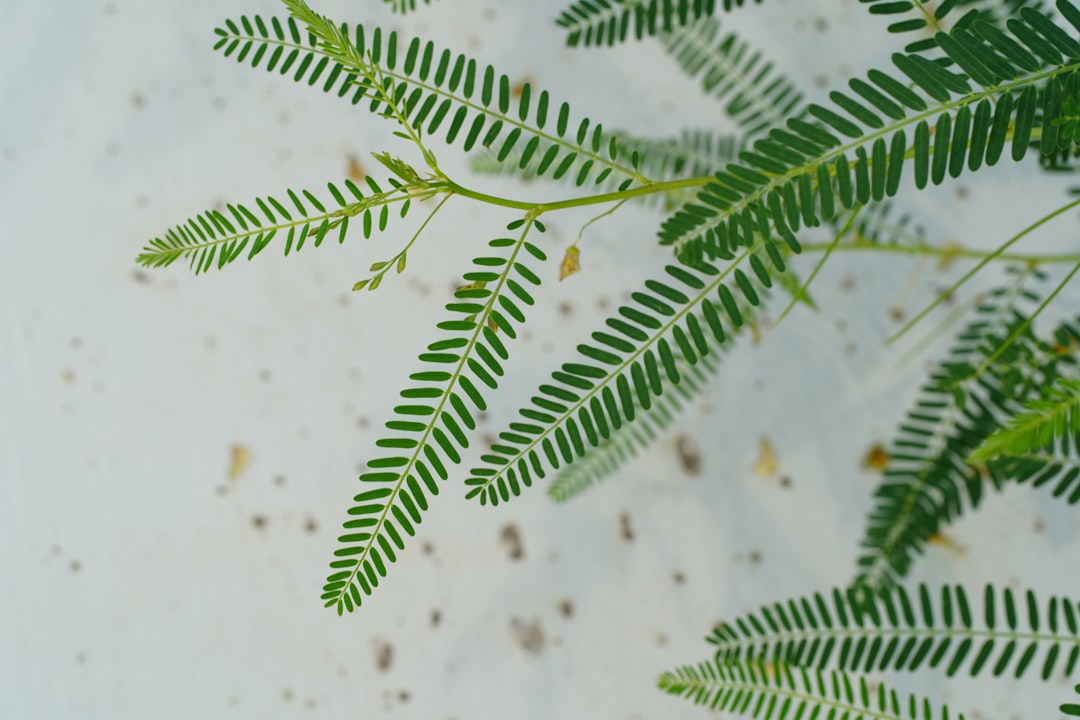 green leaf plant