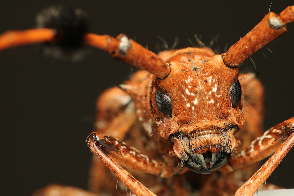 brown moth