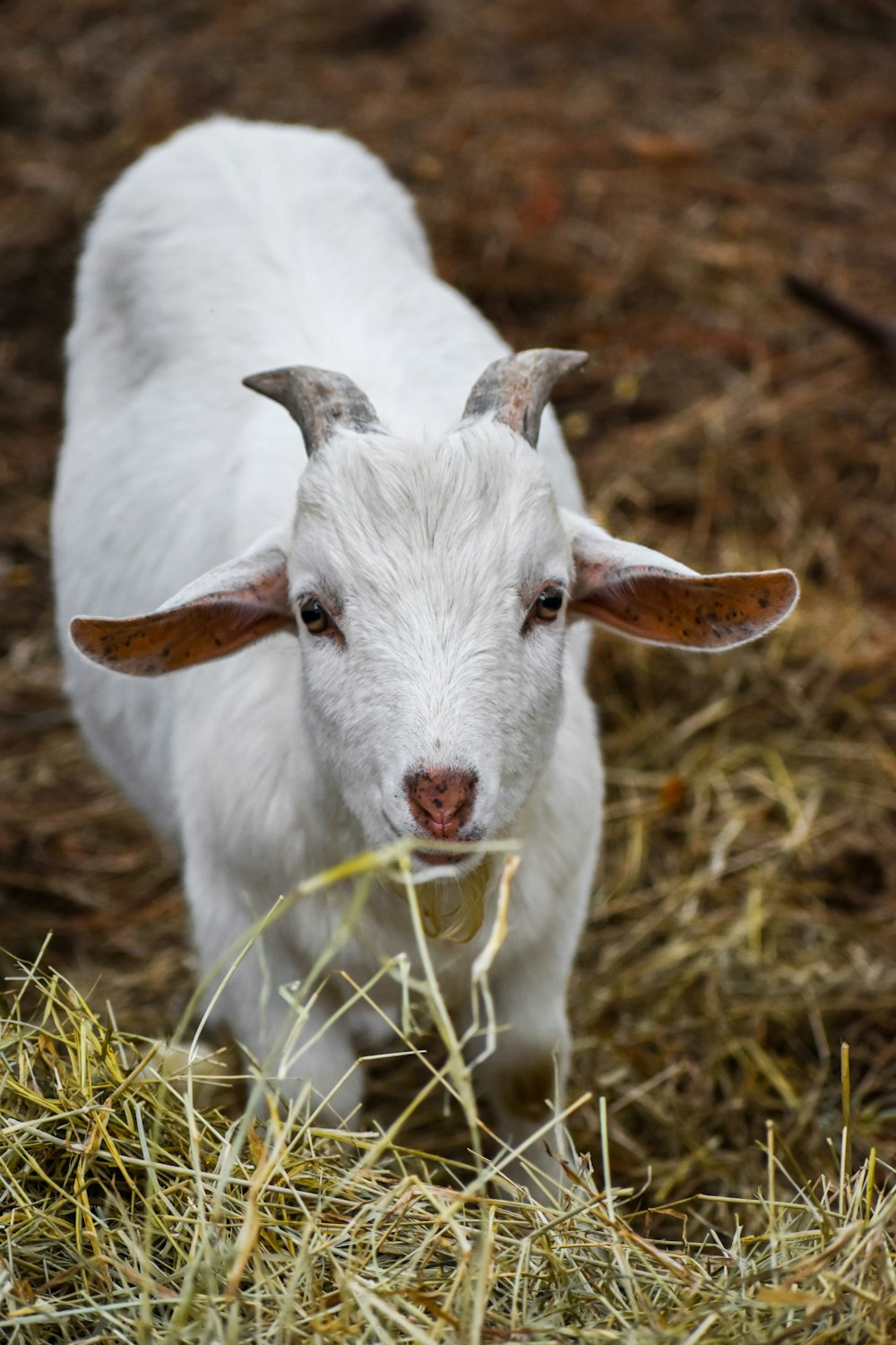 white goat on the grass field