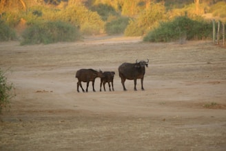 A group of three African buffalo stands on a dusty plain surrounded by sparse green foliage. The scene appears to be set in a savanna environment during daylight.