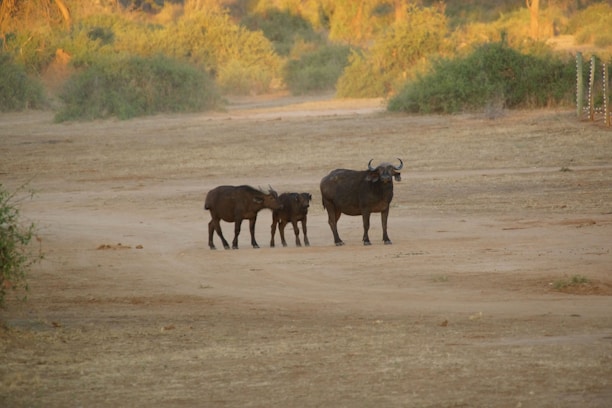 A group of three African buffalo stands on a dusty plain surrounded by sparse green foliage. The scene appears to be set in a savanna environment during daylight.