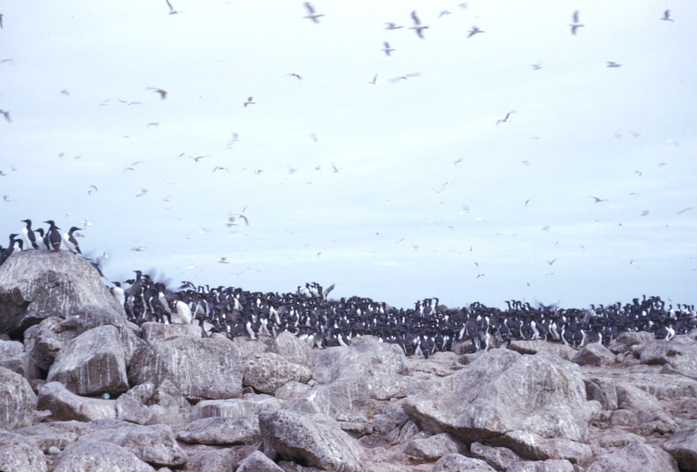 bandada de pingüinos