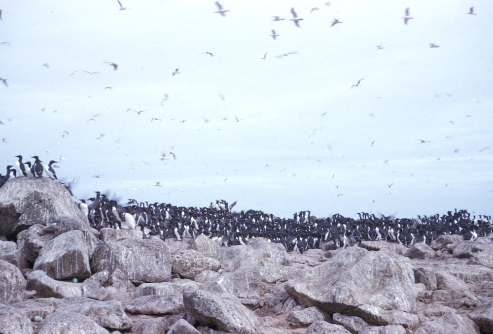 flock of penguins