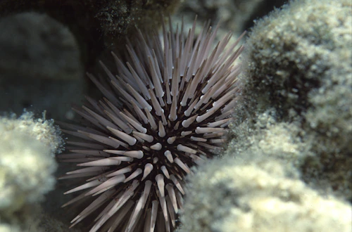 Arici de mare detaliu subacvatic