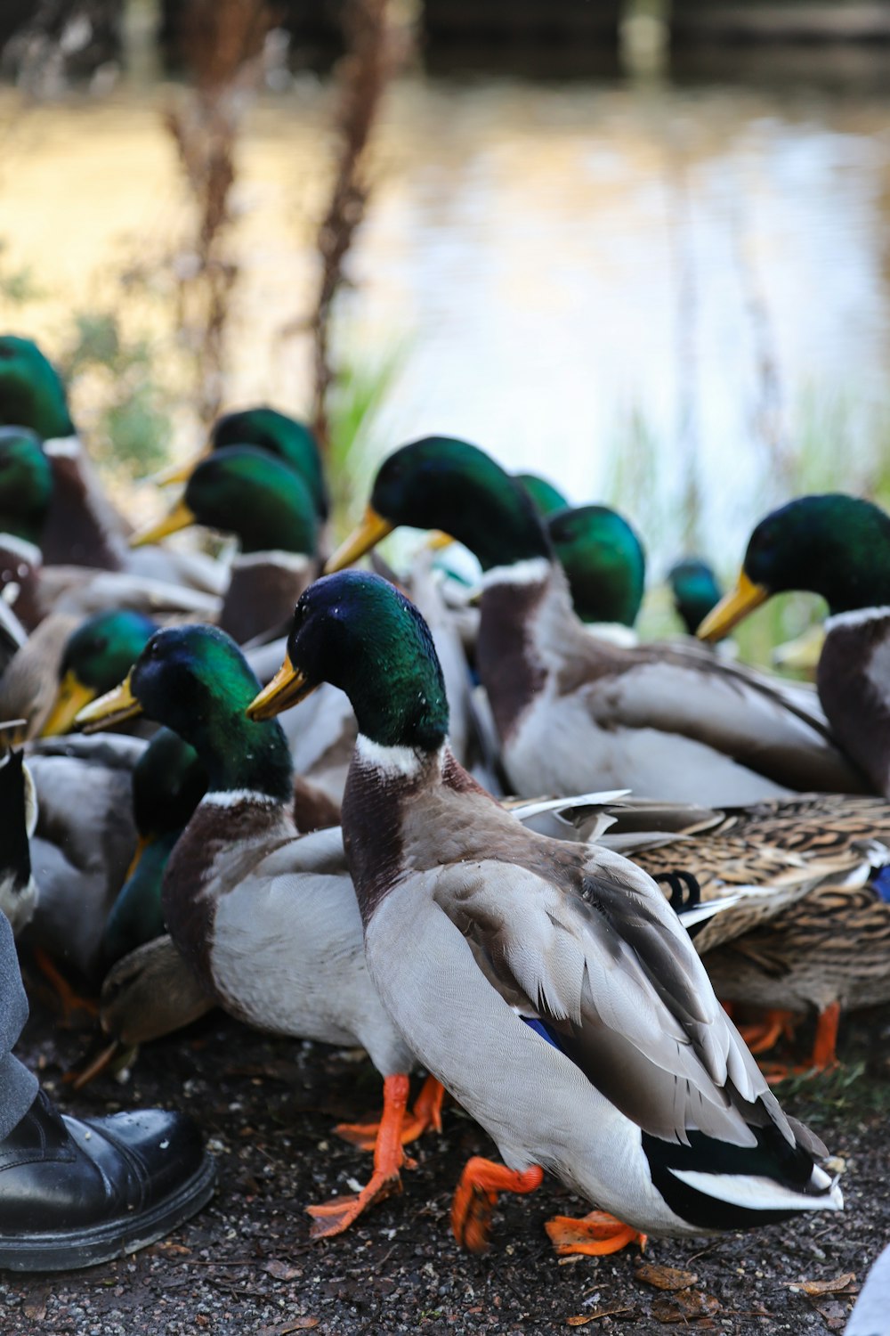 group of male mallard ducks