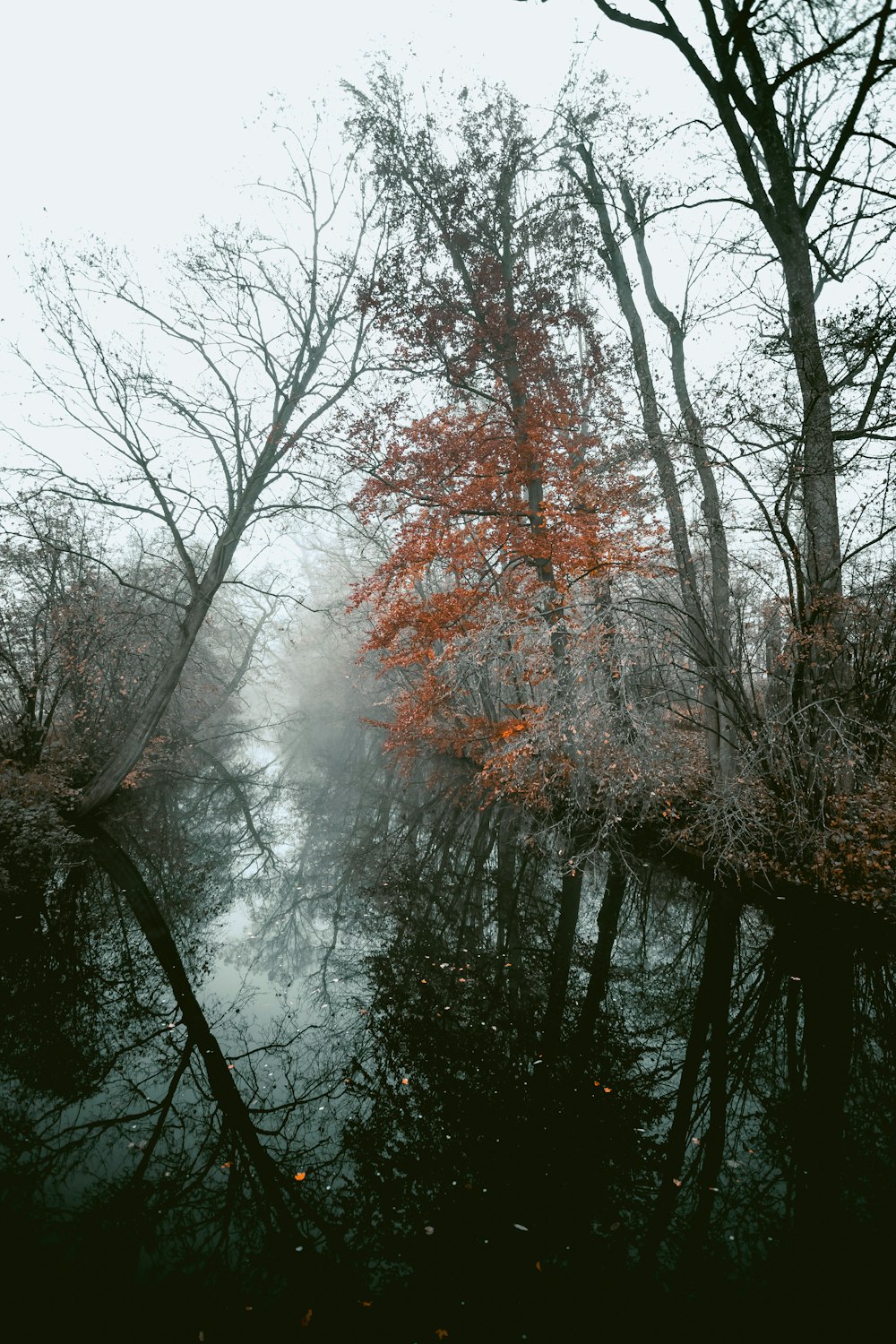 reflection of trees on body of water