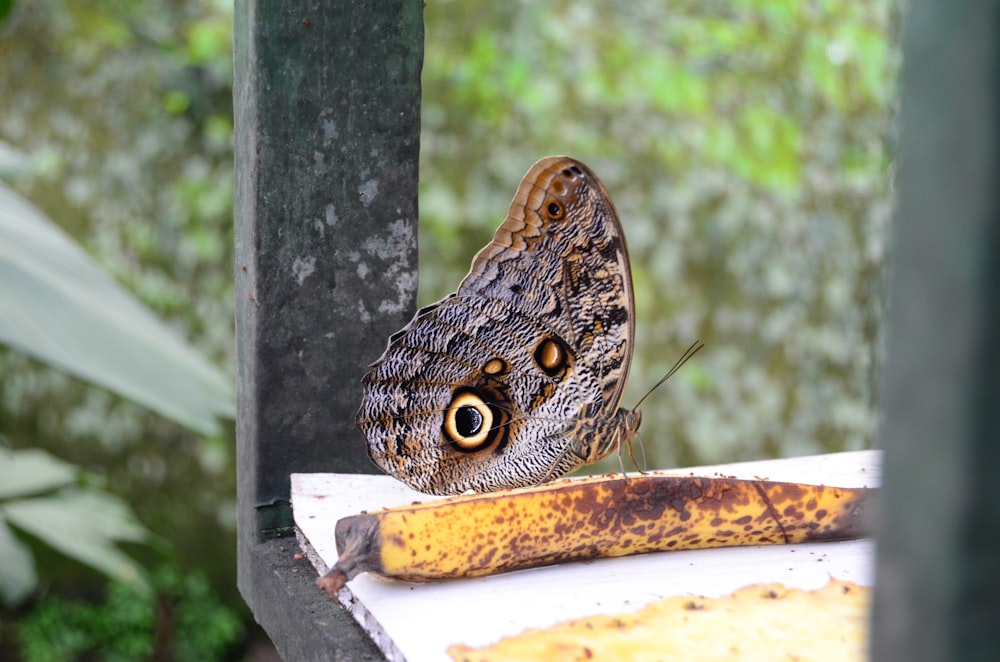 butterfly on sliced banana fruit