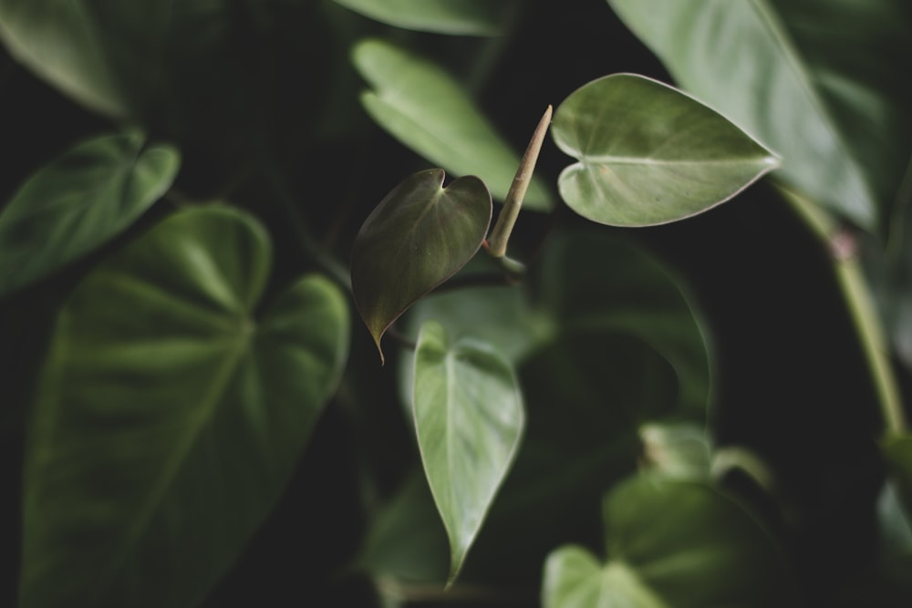 green-leafed plant