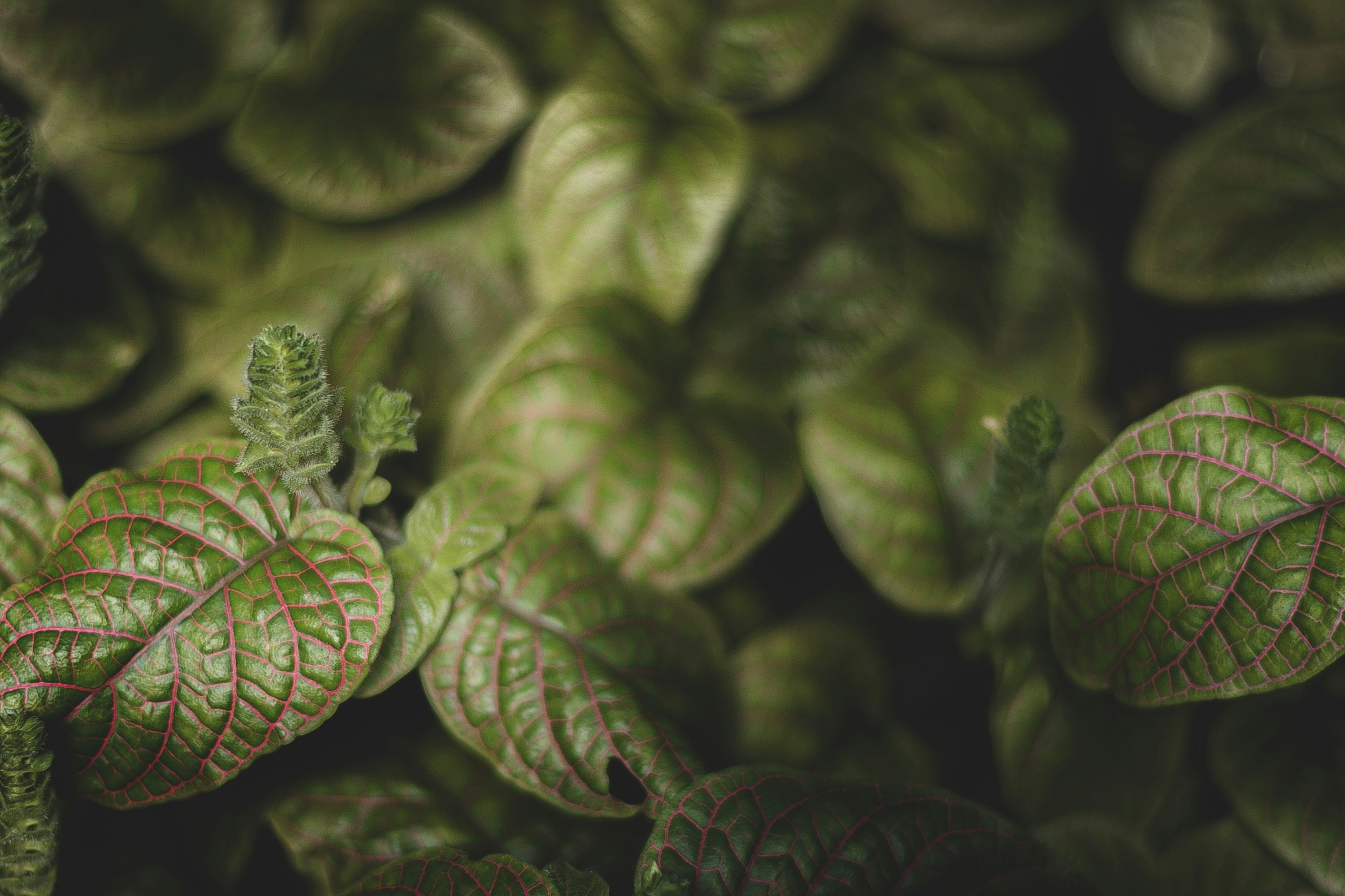 Photo by claupereirafotografia