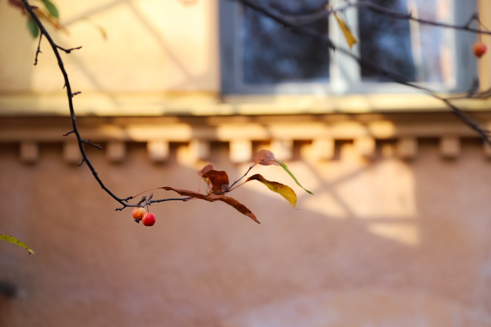 selective focus photography of two round red fruits