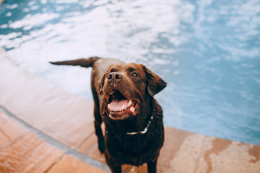 chocolate dog on pools ide