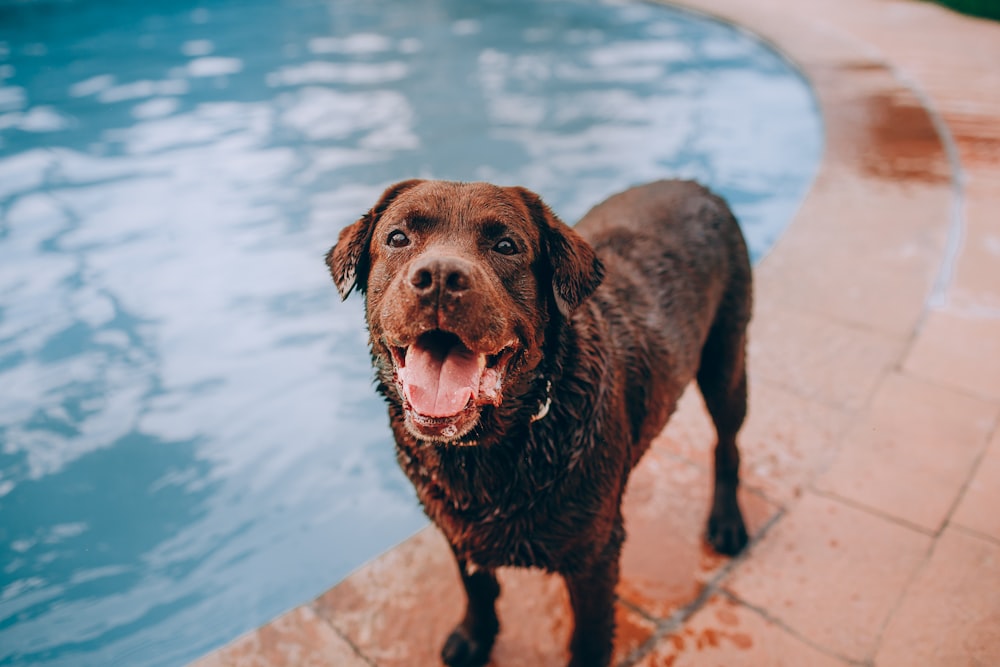 short-coated black dog standing beside a swimming pool
