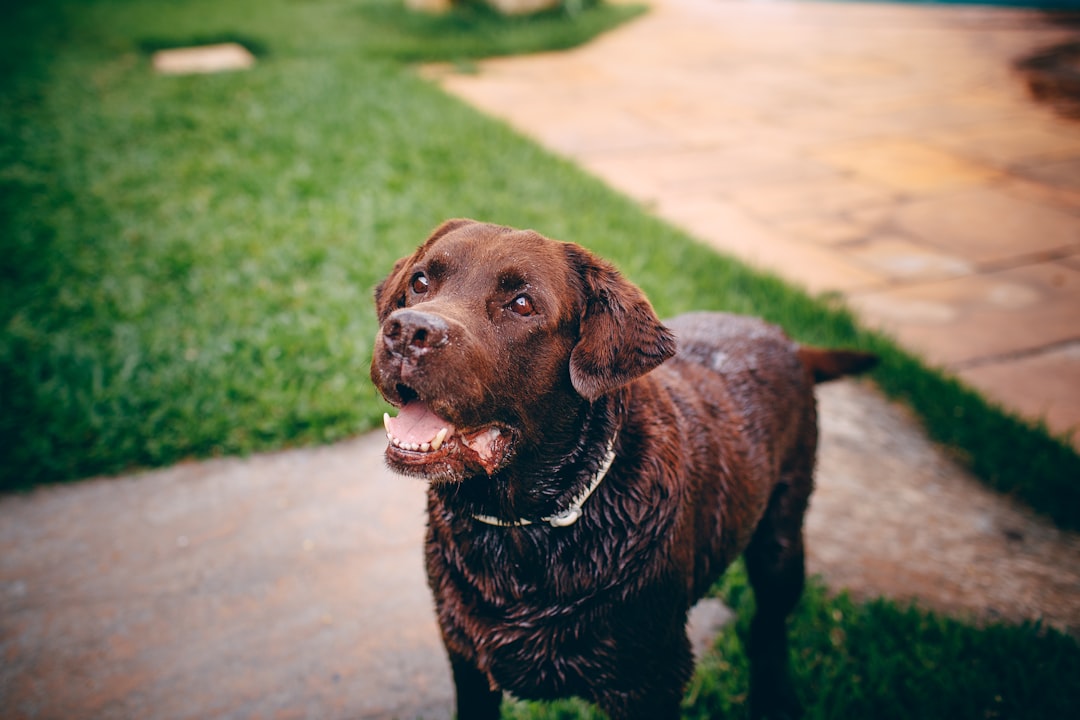 adult black Labrador Retriever standing in green grass lawn