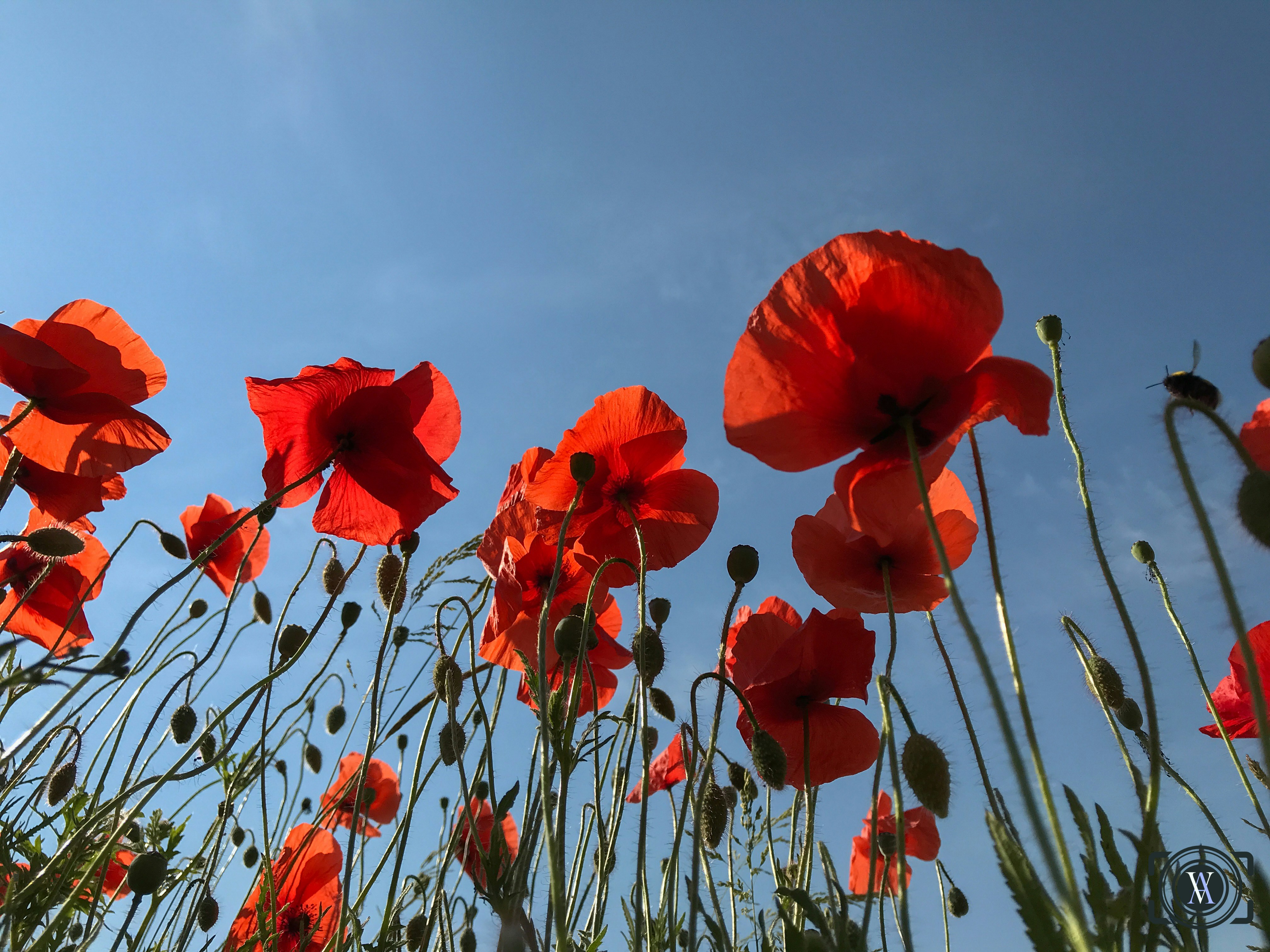 Photo by niklasgatsby