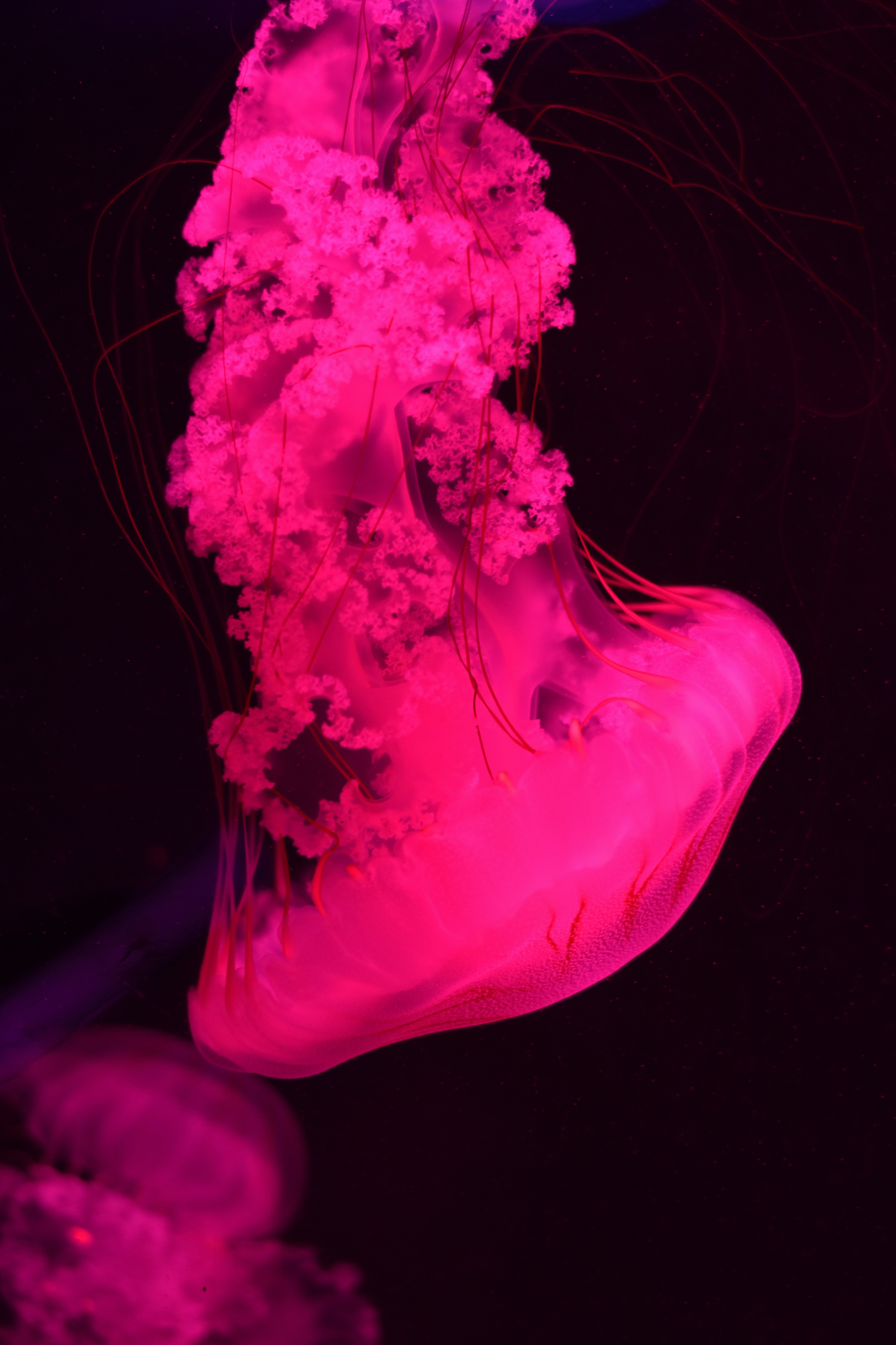 ピンクのクラゲの写真 Unsplashの無料写真