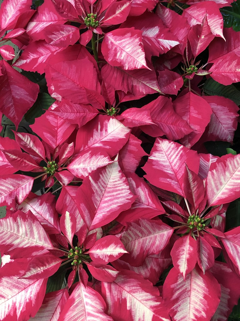 red petaled plant