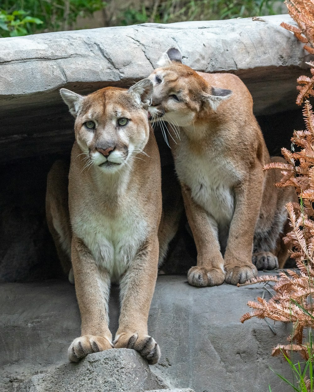 animais marrons durante o dia