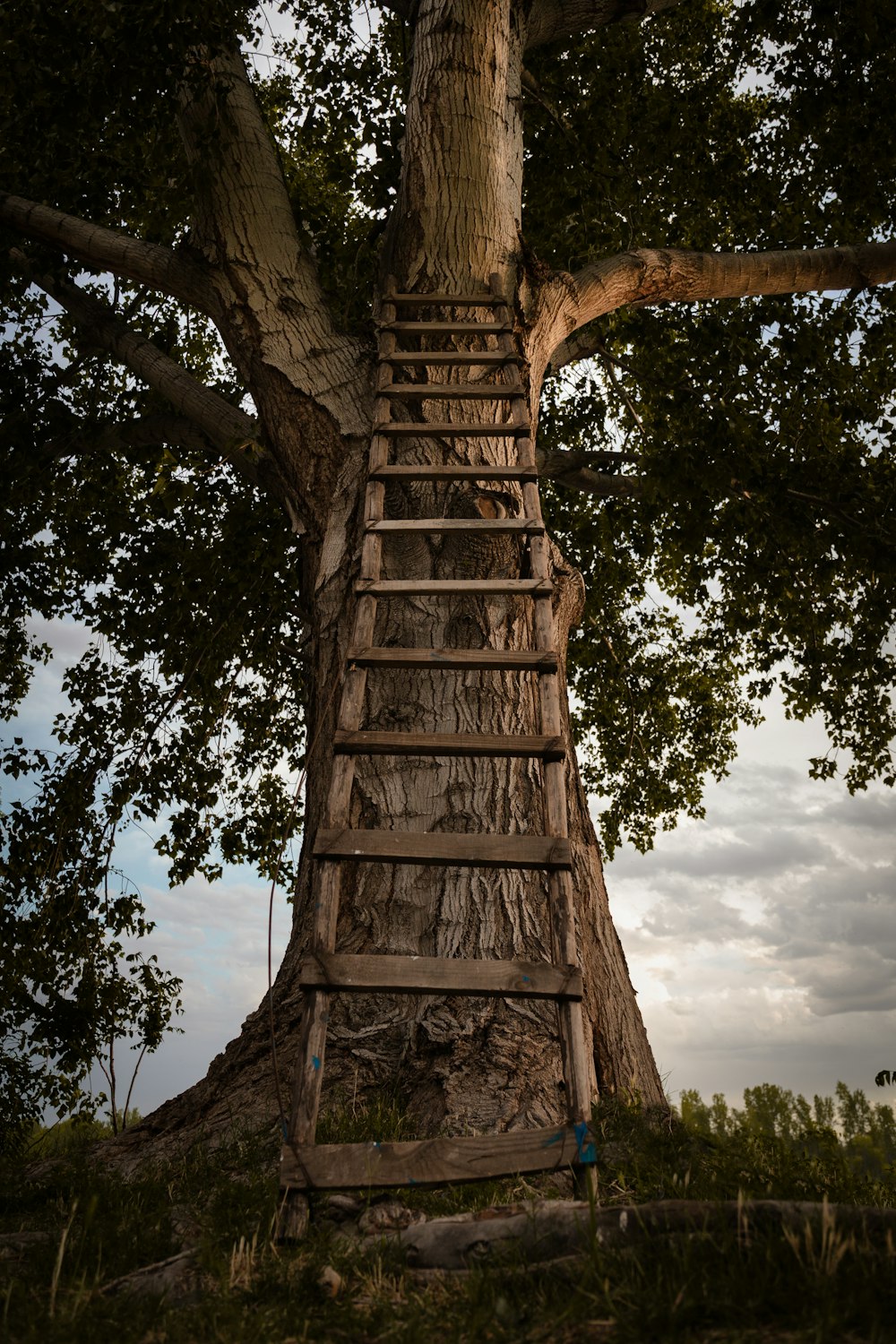 brown wooden ladder on brown trees