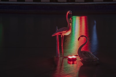 photo of flamingos together for HIV prevention and PREP