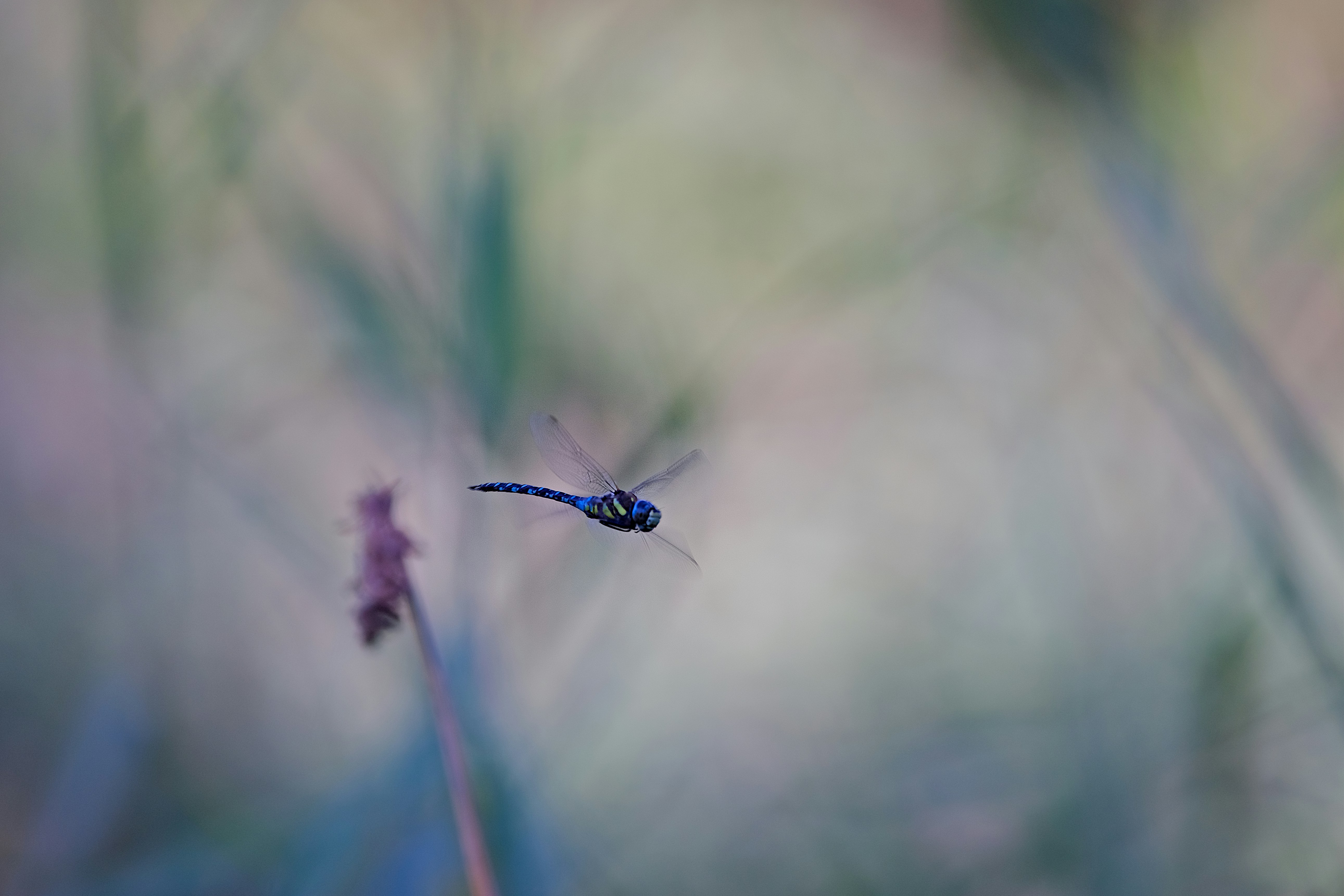 Photo by wolfgang_hasselmann