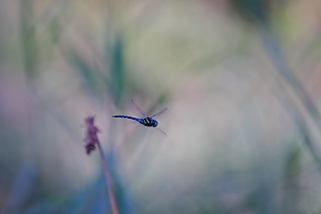 selective-focus photograph of blue dragonfly