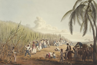 A large group of people working in a sugarcane field, with some cutting the stalks and others bundling them. The scene includes a palm tree, several horses, and a man on horseback. The setting has a clear sky with some clouds and windmills in the background.