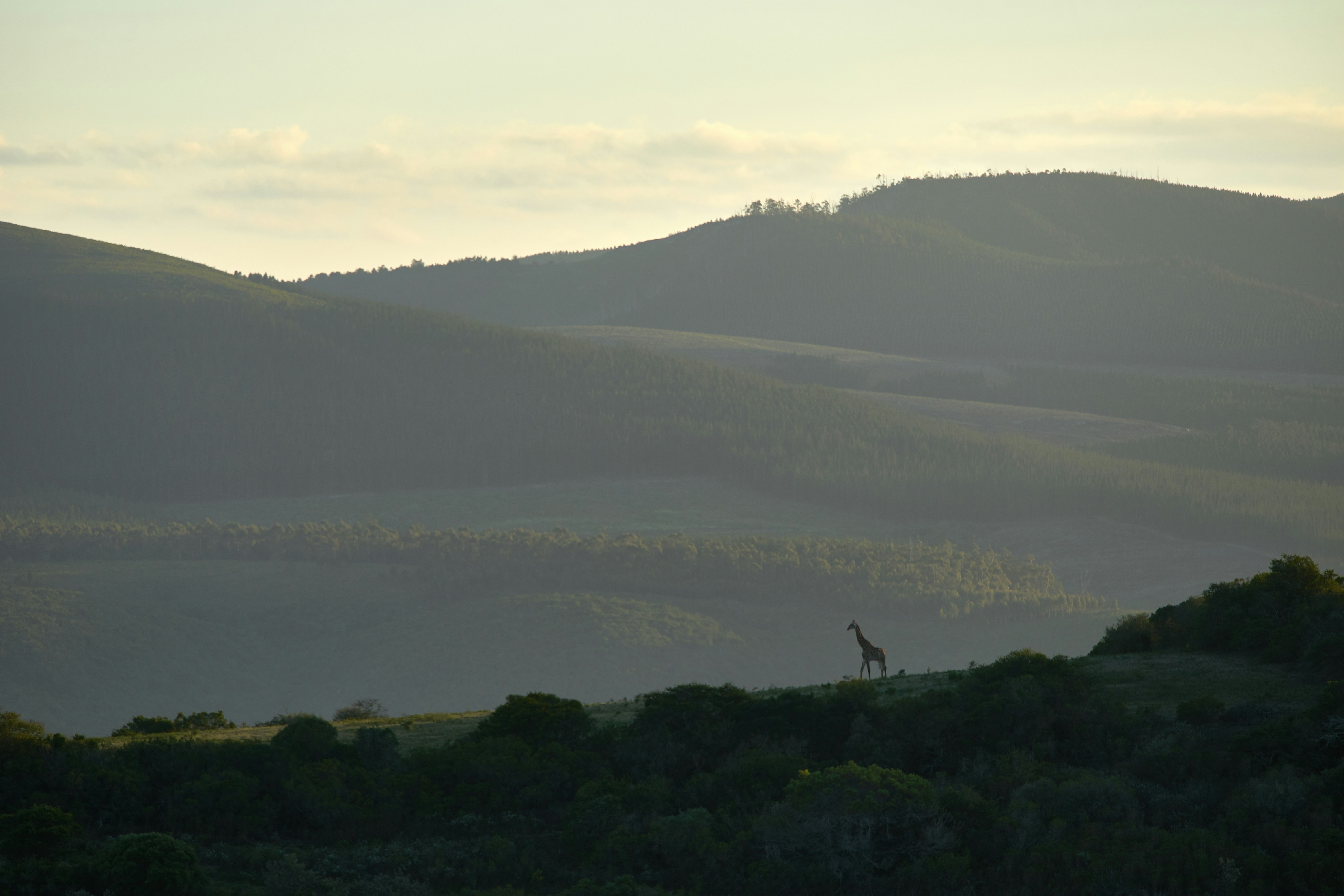 Photo by wolfgang_hasselmann