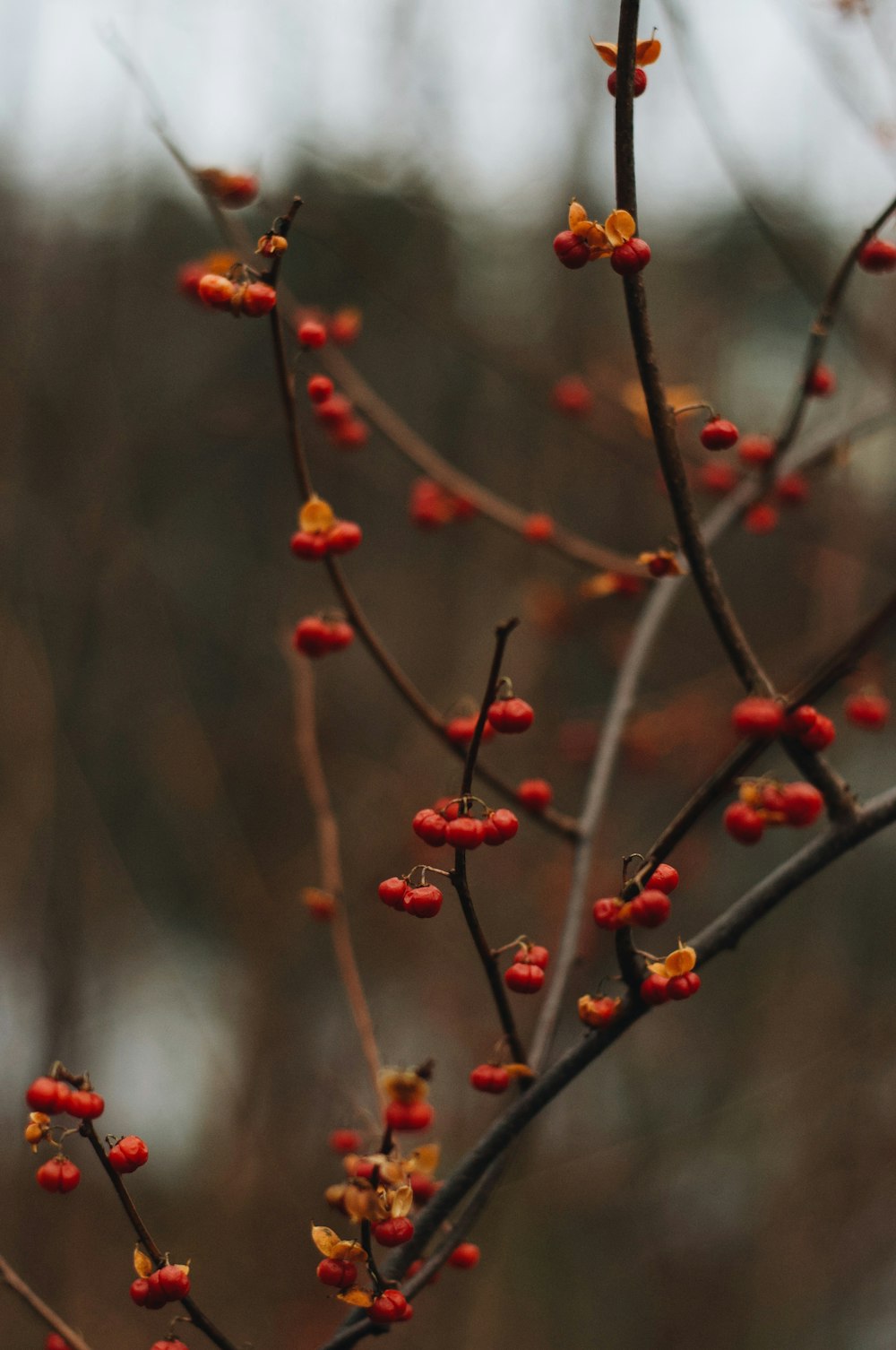 rote Früchte und Zweig