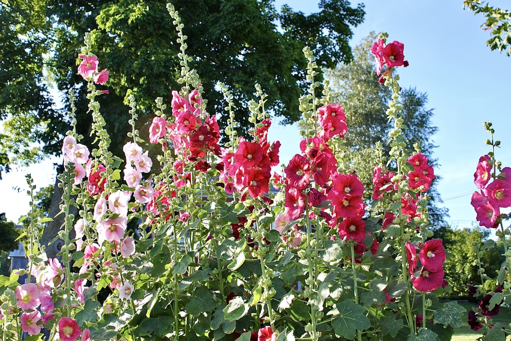 pink and red flowers during daytime