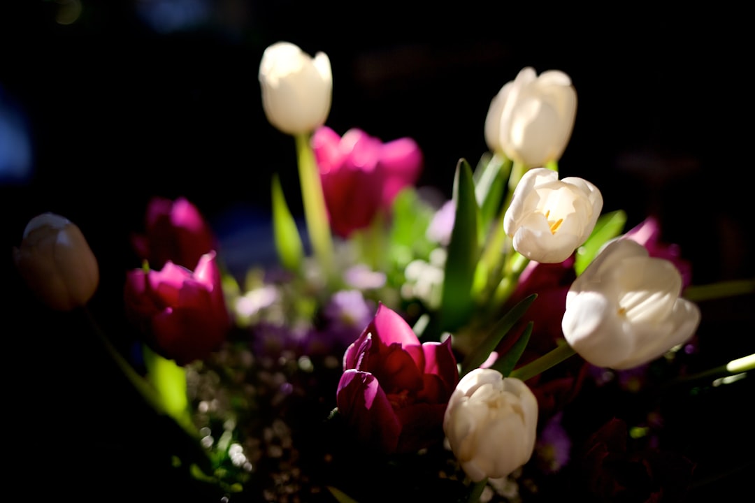 white and pink tulips