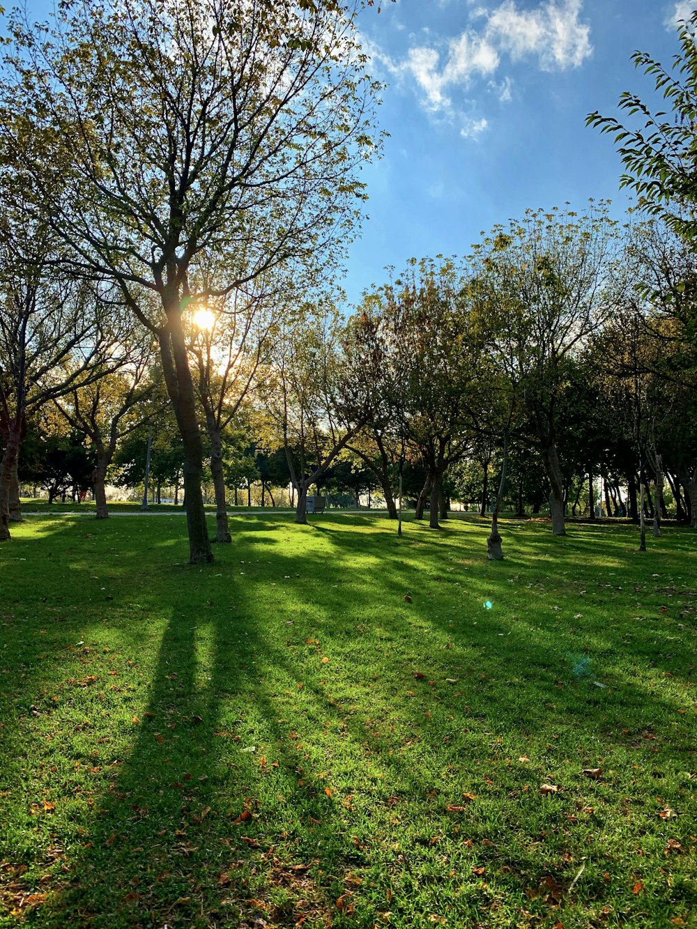 green grass field