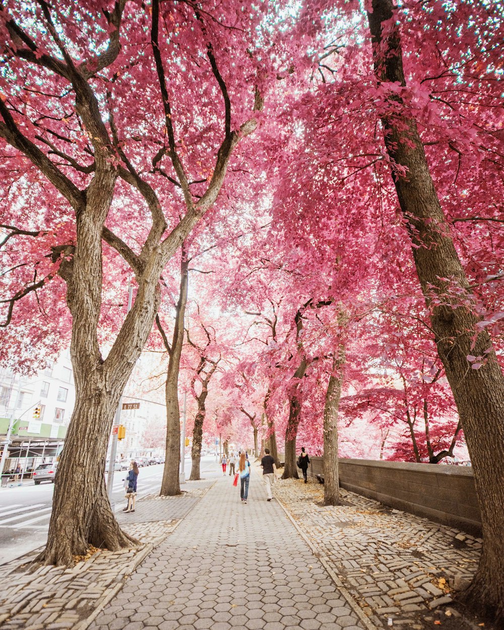 man and woman walking beside trees