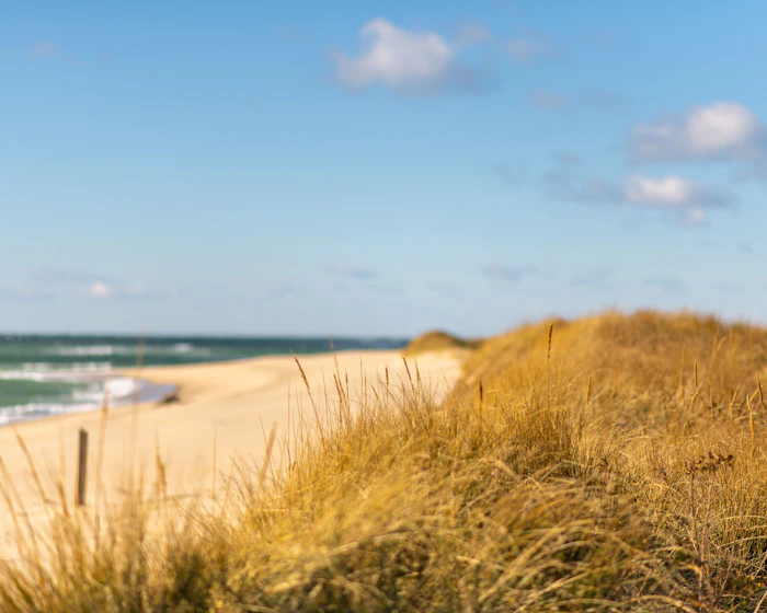 Dune grass above the beach at Steps
