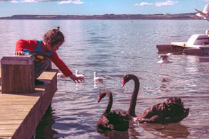 girl on brown wooden dock beside black swans
